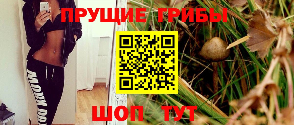 Псилоцибиновые грибы Psilocybe Можга